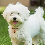 דירה Isabelle - Kamille