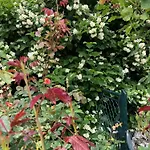 Isabelle - Kamille *