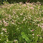 Isabelle - Kamille *