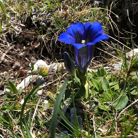 Appartement Isabelle - Kamille Presseggersee