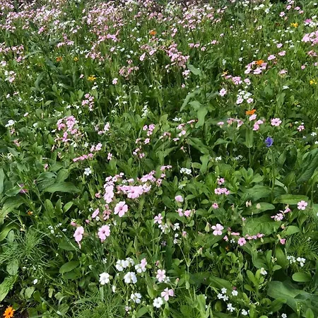 Appartement Isabelle - Kamille