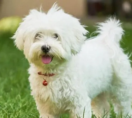 Appartement Isabelle - Kamille *