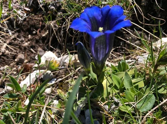 דירה Isabelle - Kamille פרסגרזי