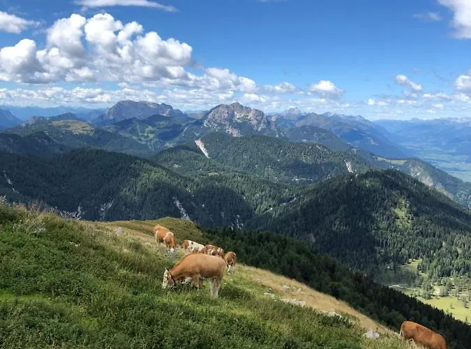 Isabelle - Kamille *