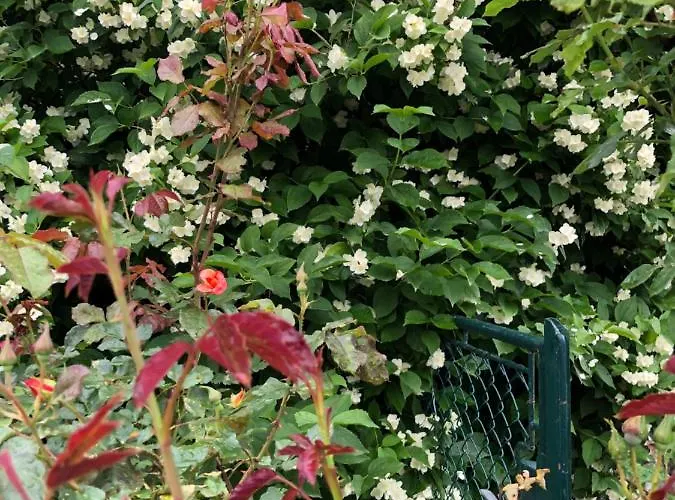 Isabelle - Kamille דירה *