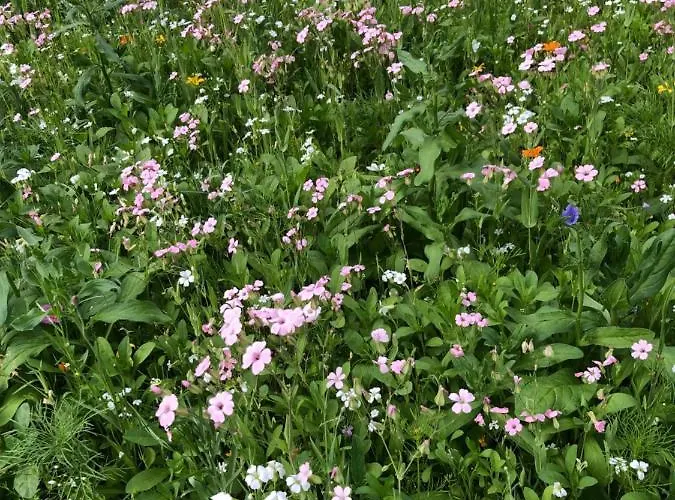 דירה Isabelle - Kamille