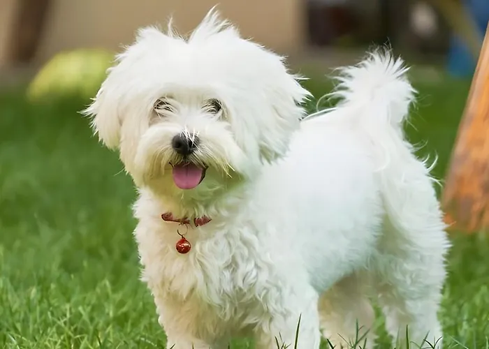 Apartamento Isabelle - Kamille