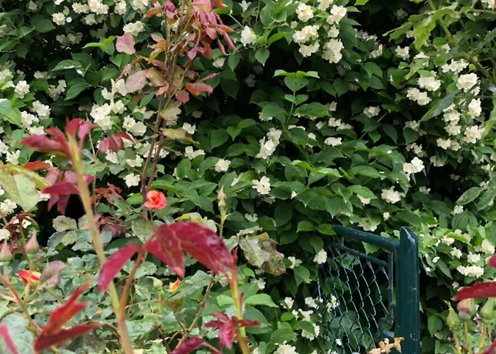 Isabelle - Kamille *