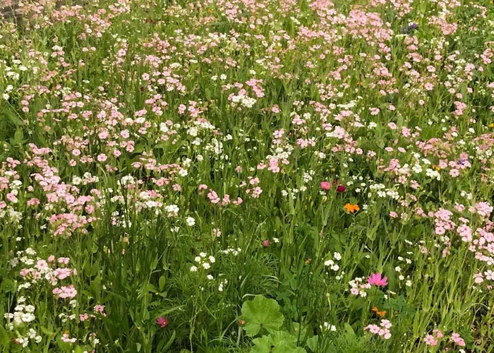 Isabelle - Kamille *